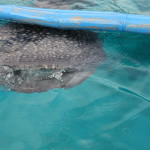requin baleine oslob philippines