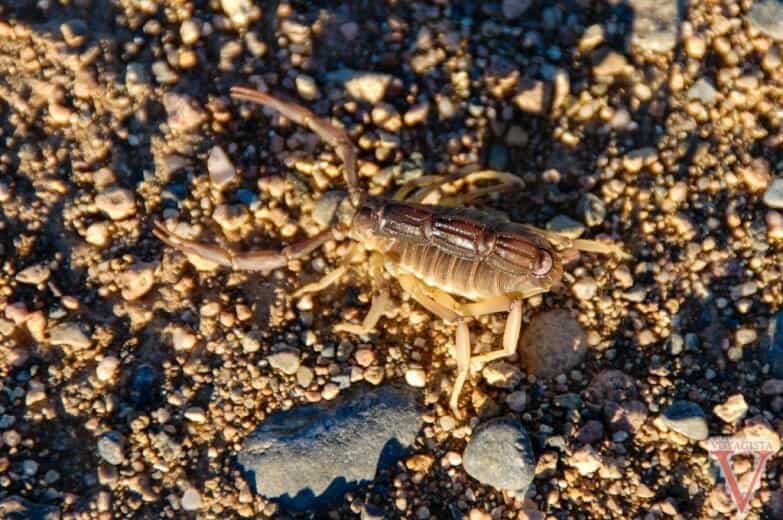 namibie scorpion