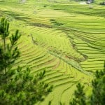 rizières vietnam