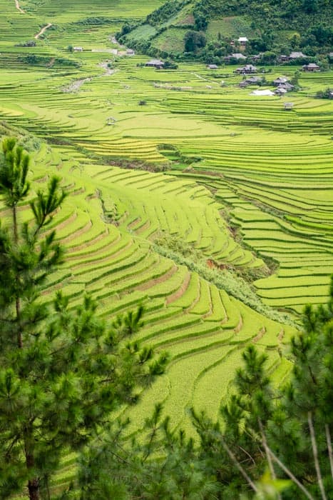 rizières vietnam
