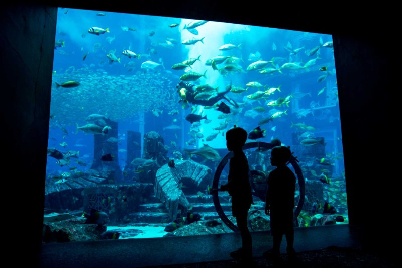 dubai the palm aquarium