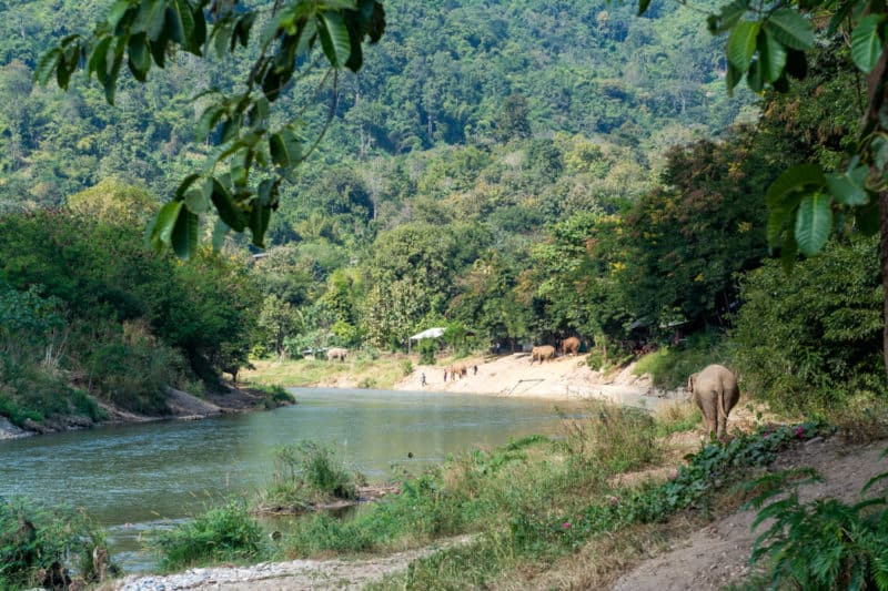 Chiang Mai éléphants