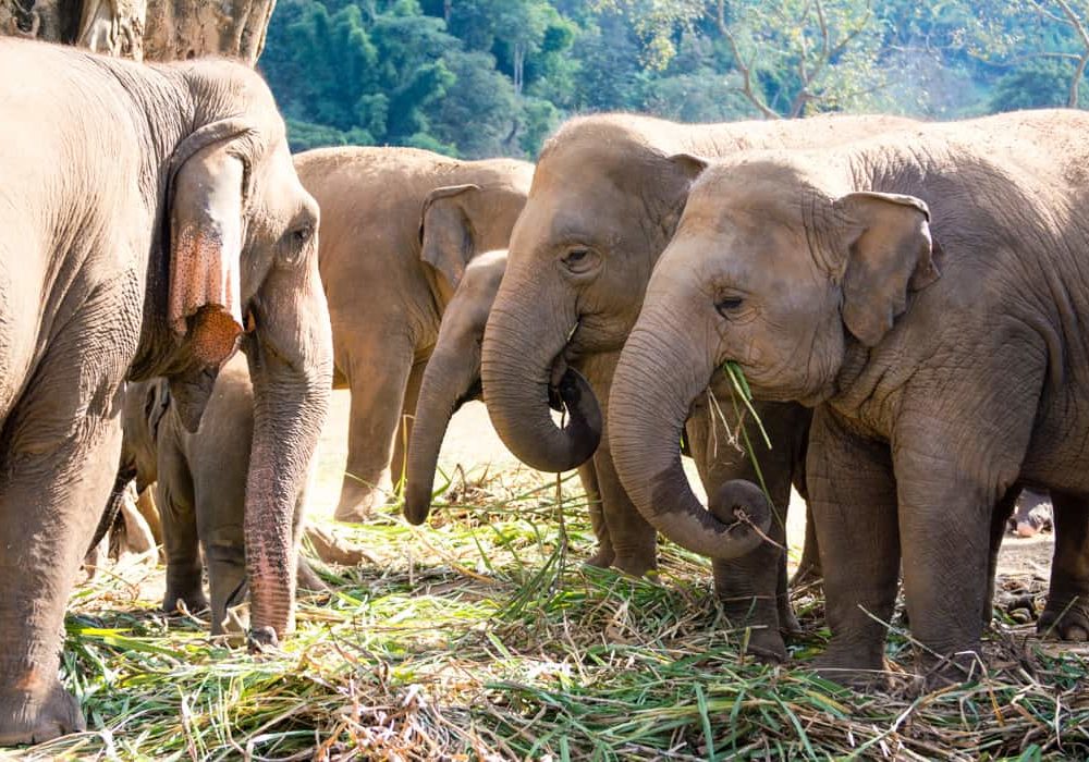Chiang Mai, le royaume des éléphants