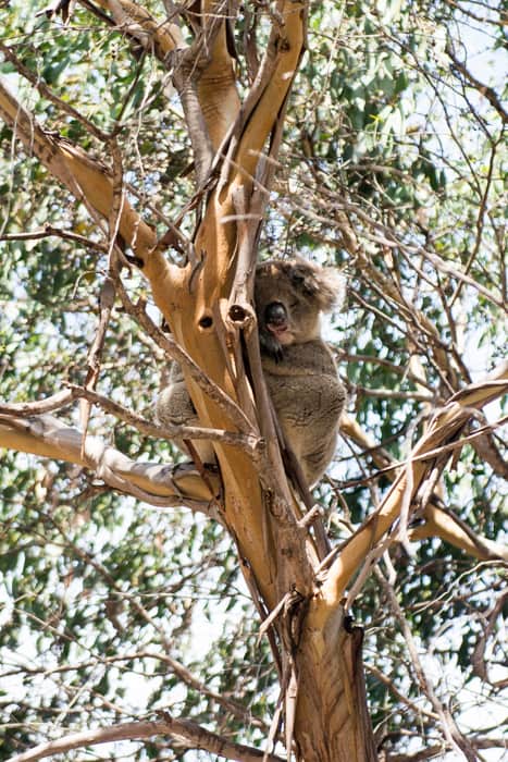koala kangaroo island