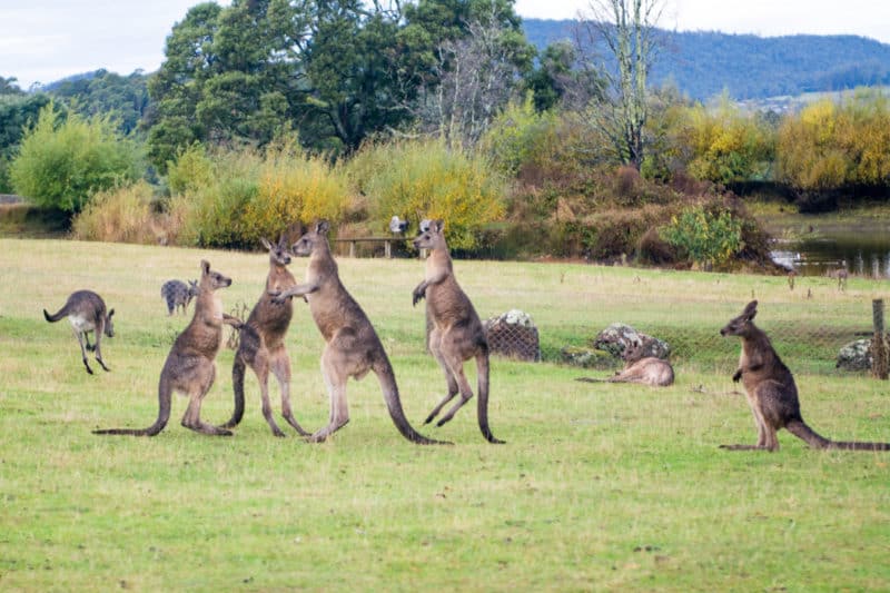 Tasmanie kangourou