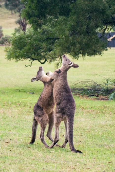 Kangourou Tasmanie