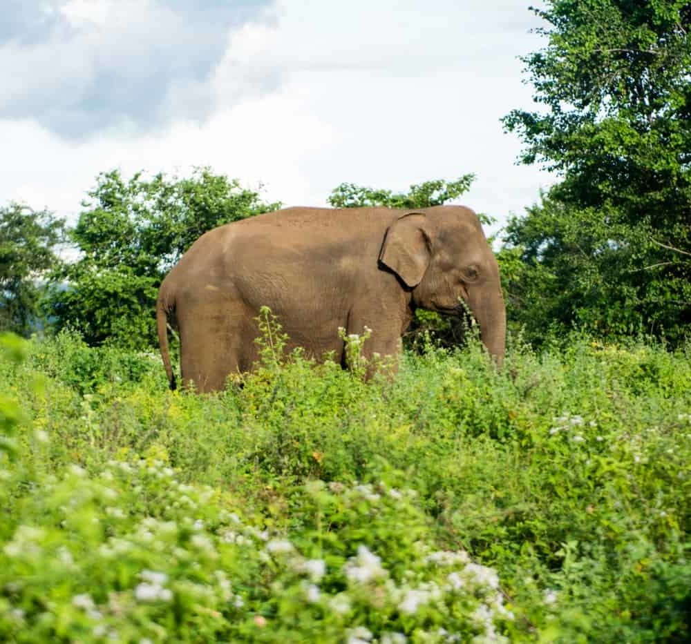 Quel safari choisir au Sri Lanka : Udawalawe