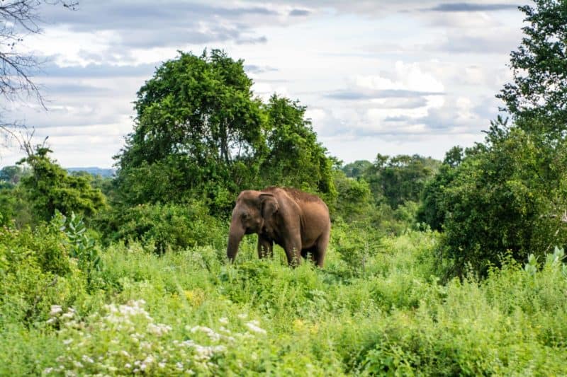 Les éléphants de Udawalawe