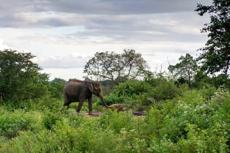 Un bébé éléphant à Udawalawe