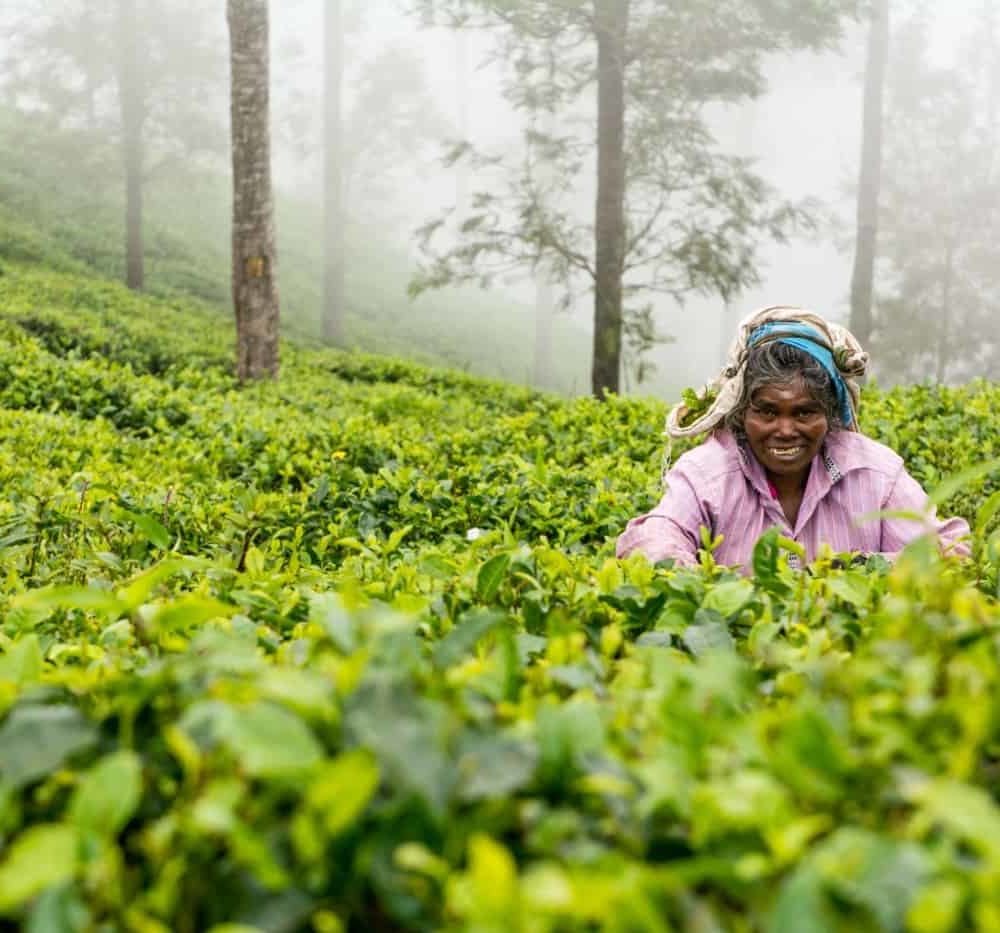 Visiter Ella et les plantations de thé du Sri Lanka