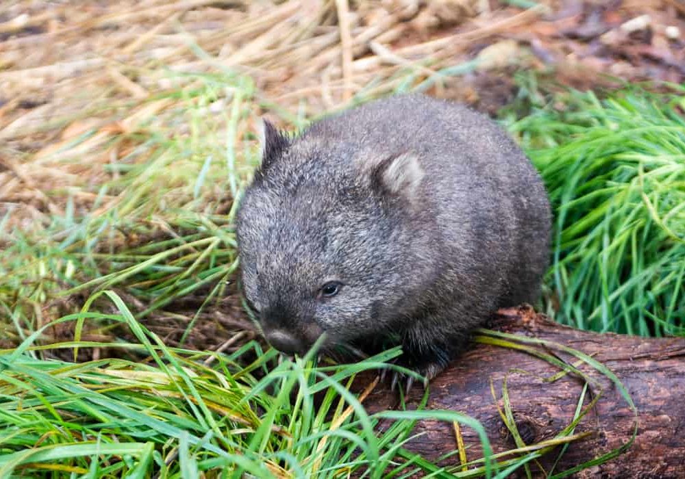 wombat animaux australie