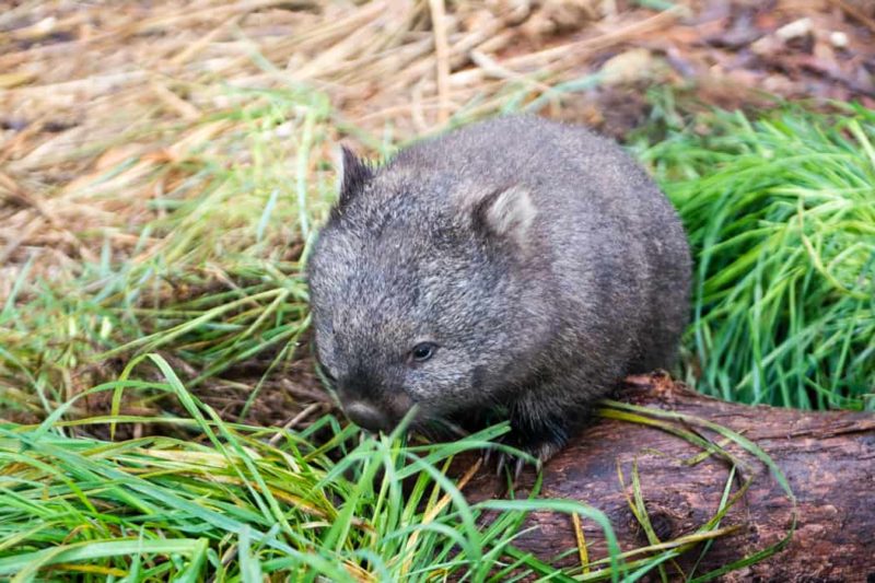 wombat animaux australie