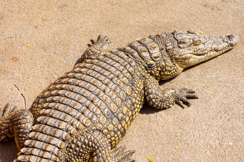 Crocodile a Saint Lucia
