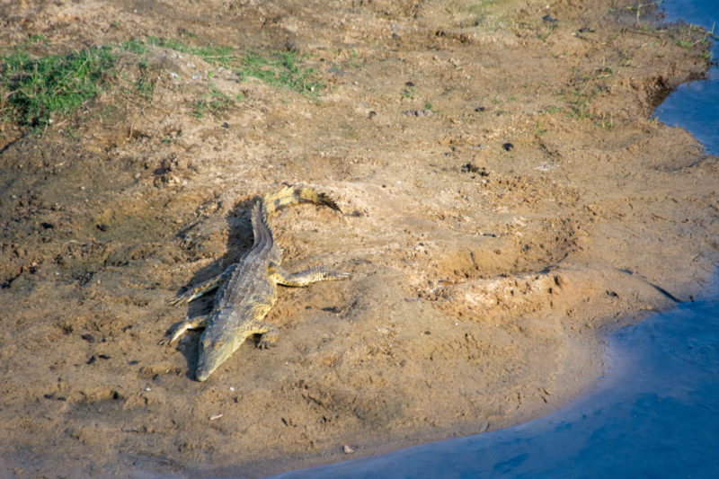 crocodile à Kruger