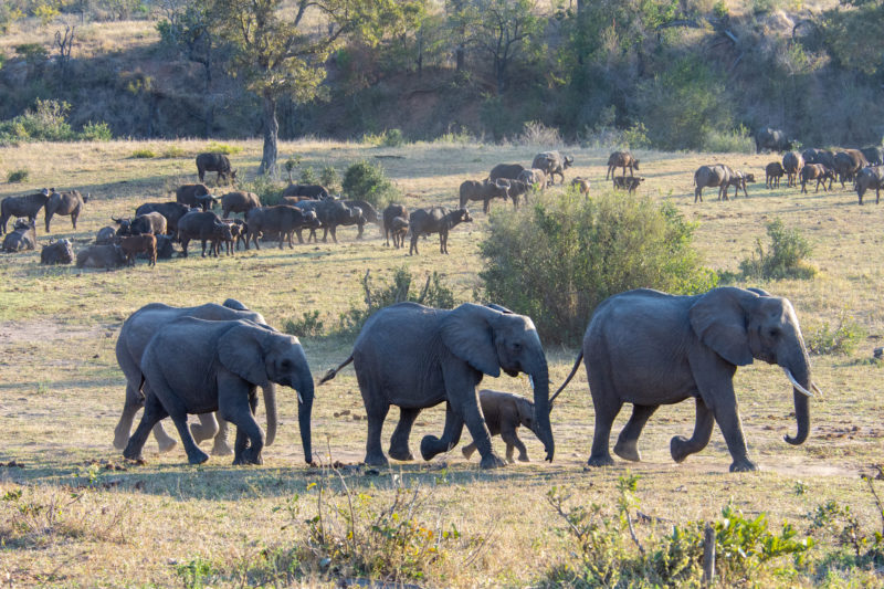 Eléphants à Kruger