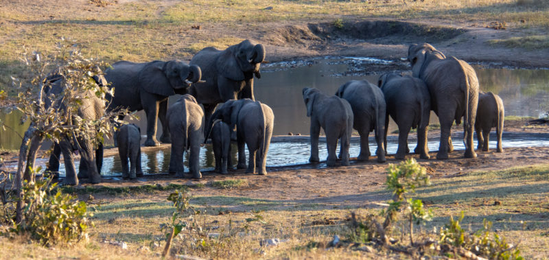 Elephants à Kruger