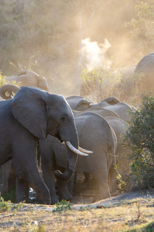 les éléphants à Kruger