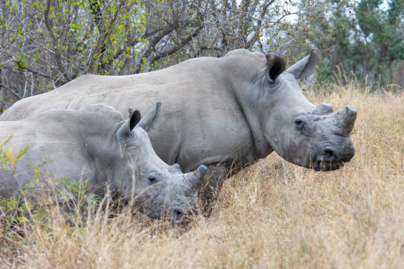 Les rhinoceros à Kruger