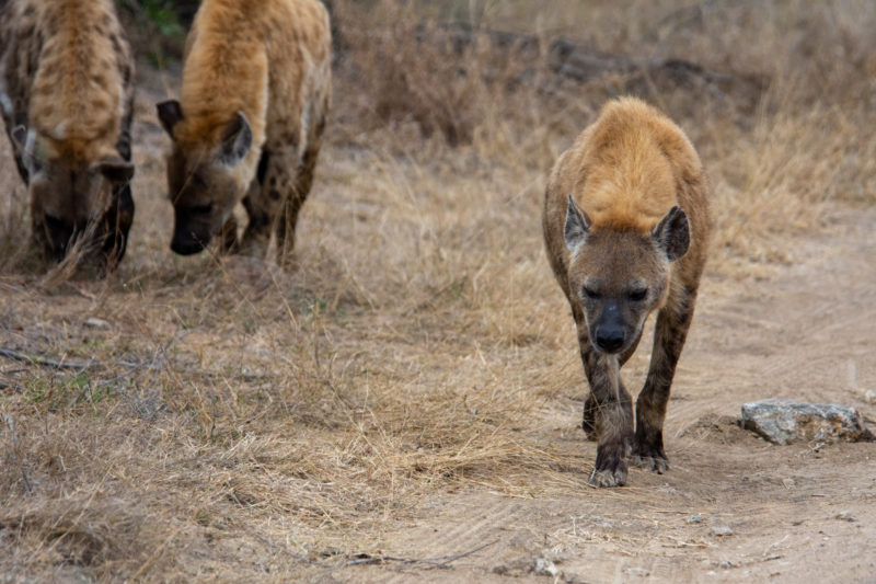 Hyènes à Kruger