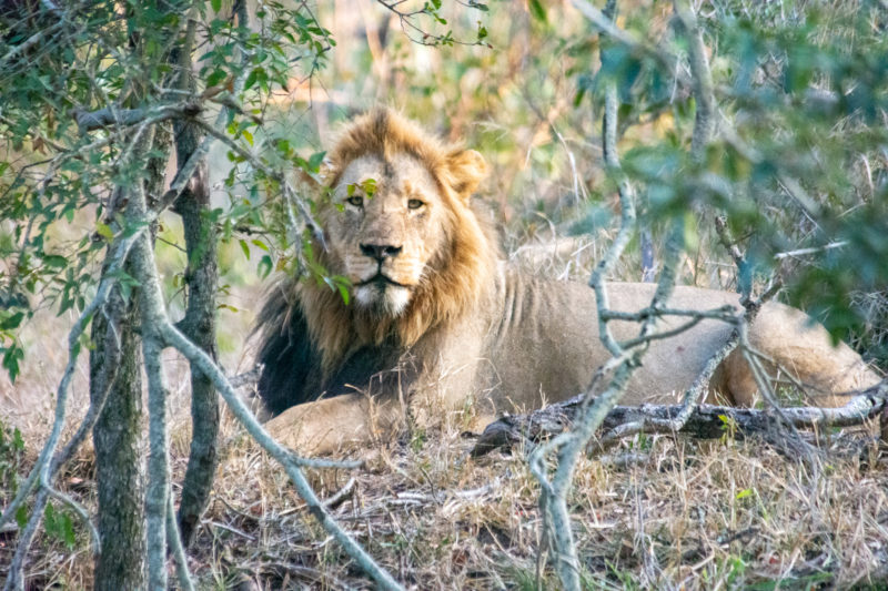 Lion dans notre camp à Kruger