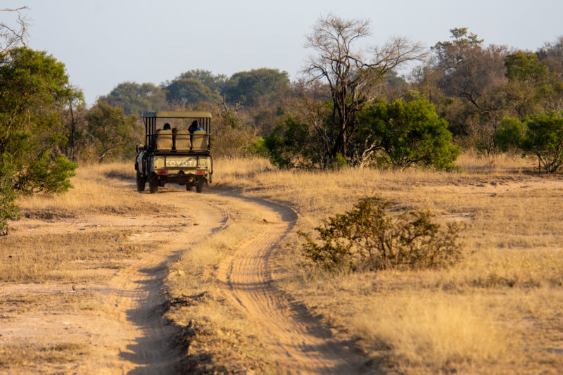 Safari à Kruger