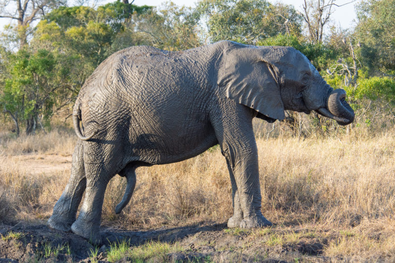 Eléphants durant un safari à Kruger