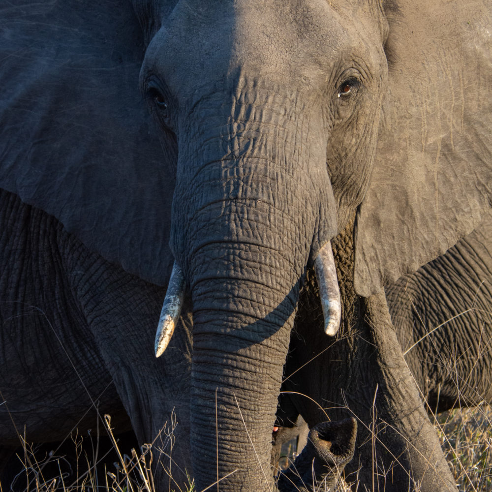 Safari à Kruger : que voir ? que faire ?