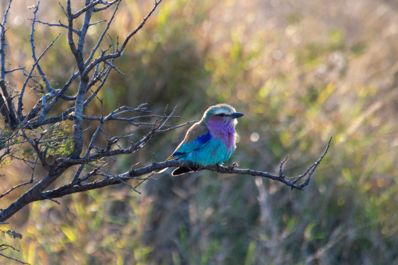 adorable oiseau coloré à Kruger