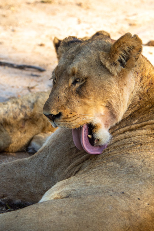 Lionnes à Kruger