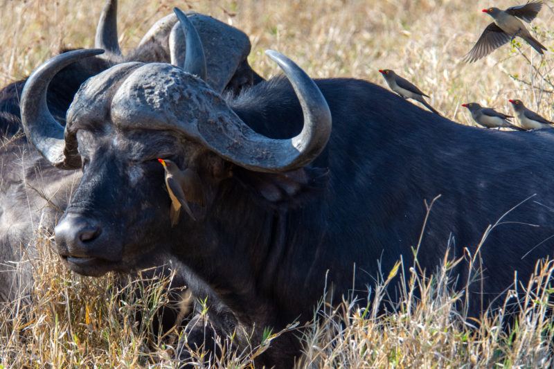 Kruger et les water Buffalo