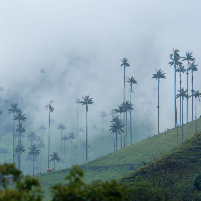 la vallée de cocora en Colombie
