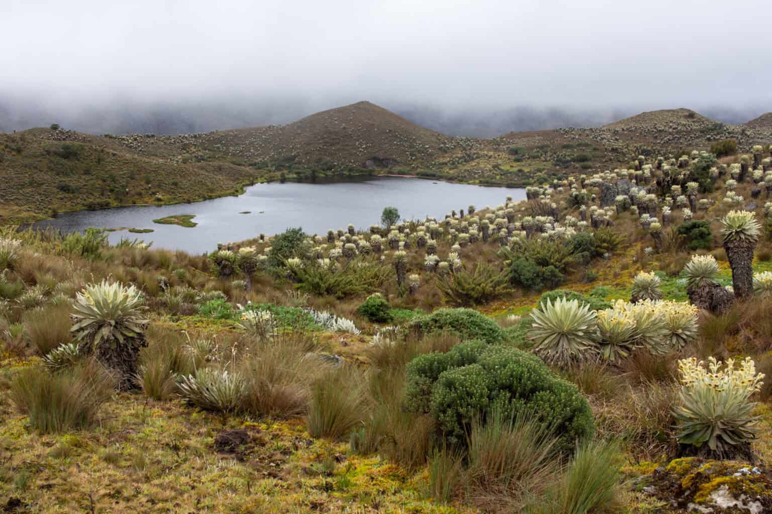 Mon Gui Mongui et son paramo - Voyagista