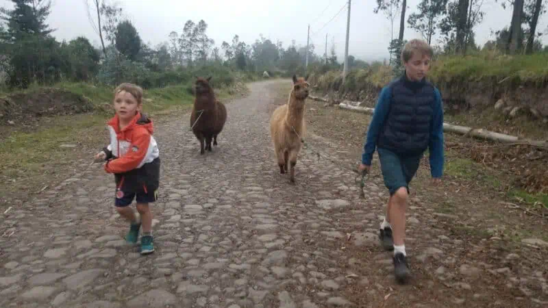 les lamas à san clemente