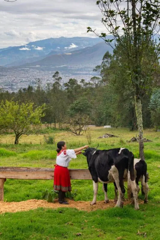 La traite des vaches à San Clemente