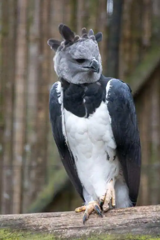 le parc des condors à Otovalo