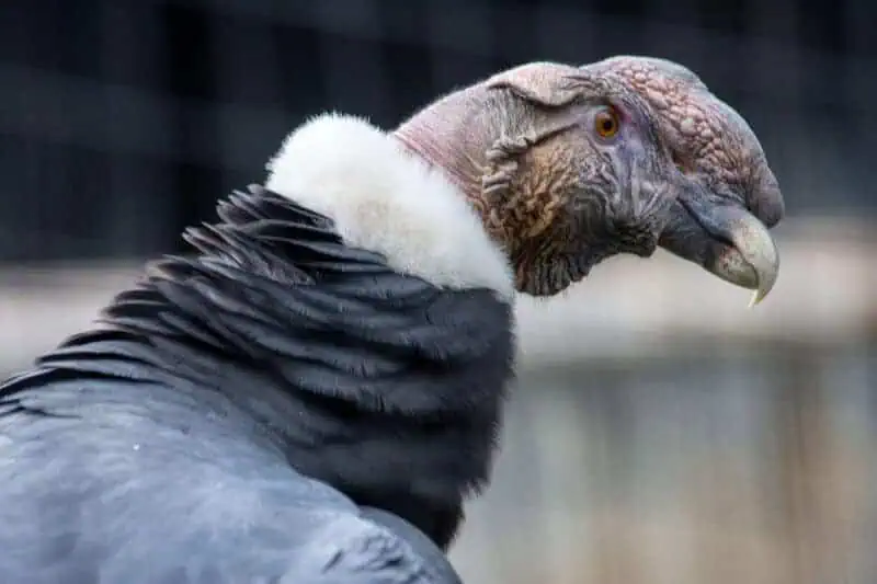 condor dans le nord de l'équateur