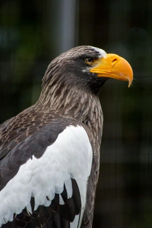 le parc des condors à Otovalo