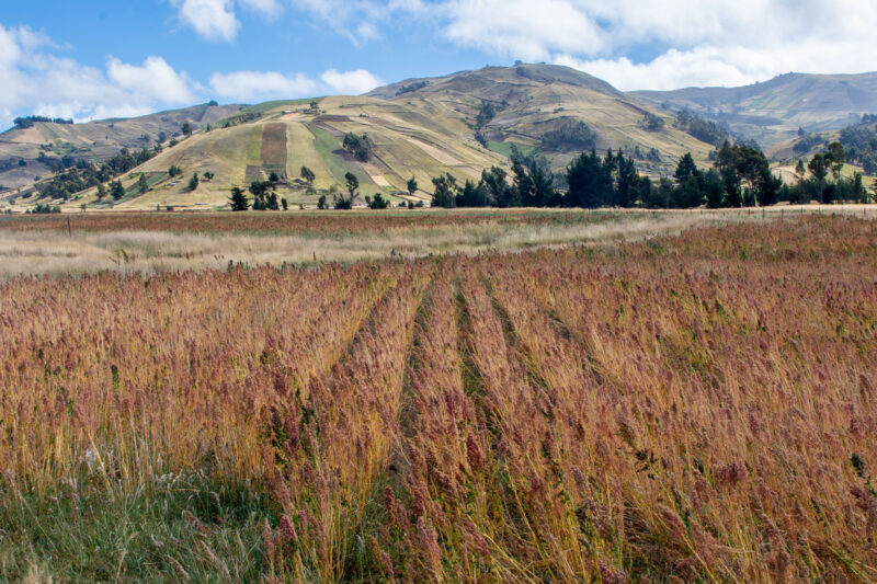 les champs de quinoa