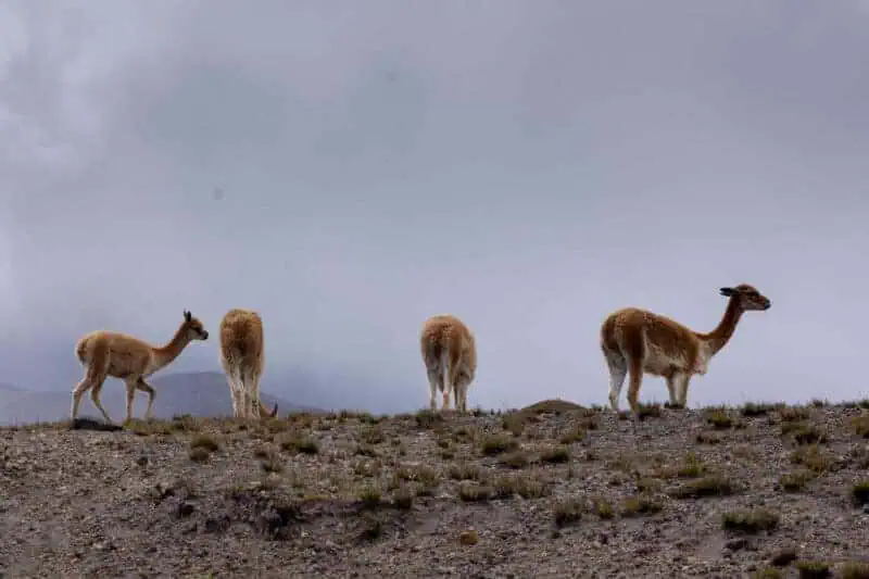 les vigognes du Chimborazo