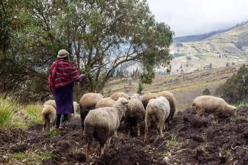 les communautés vers le Chimborazo