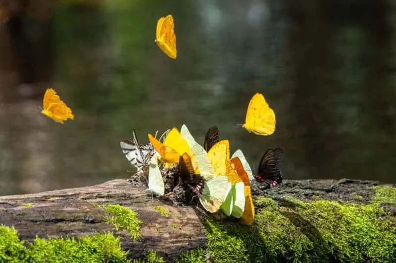 papillons à Cuyabeno