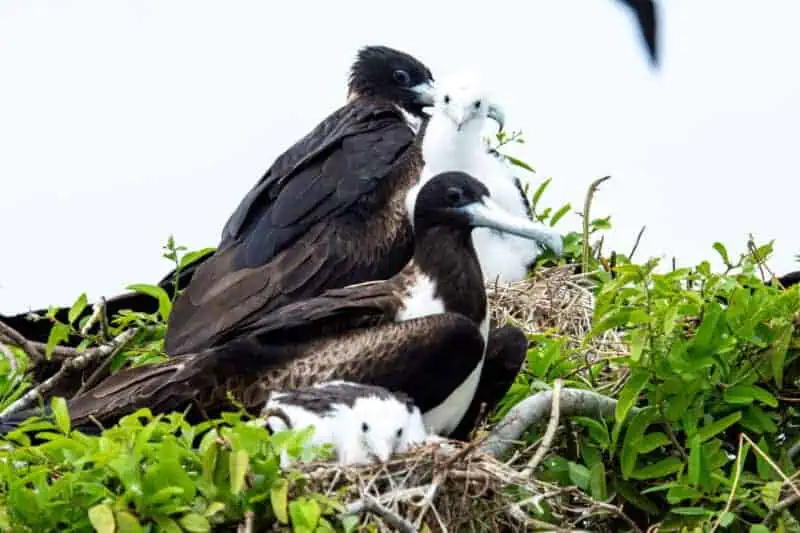 oiseaux a Isla de la plata
