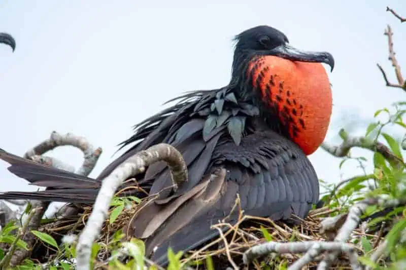 oiseaux à ilsa de la plata