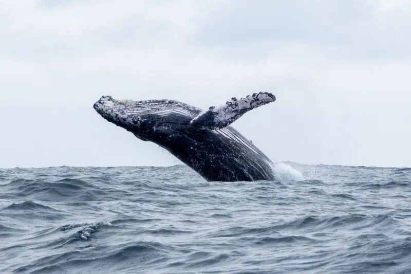 baleine puerto Lopez