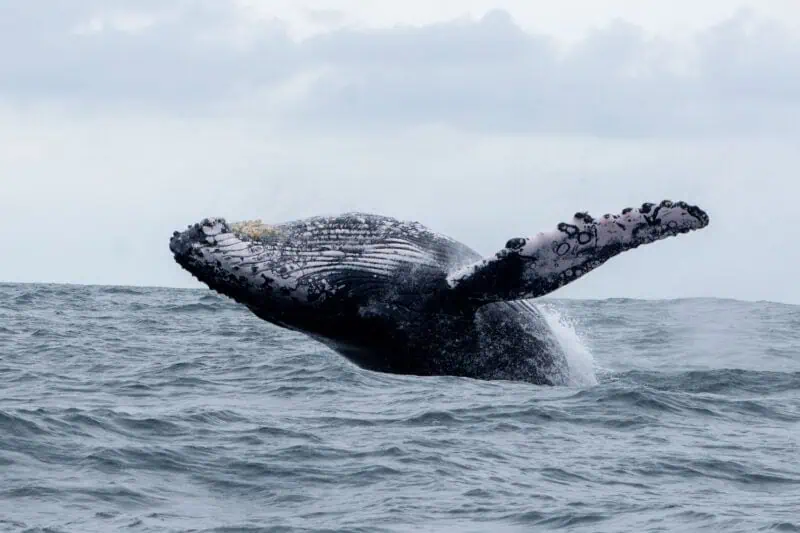 baleine a puerto lopez