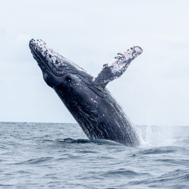 les baleines de Puerto Lopez