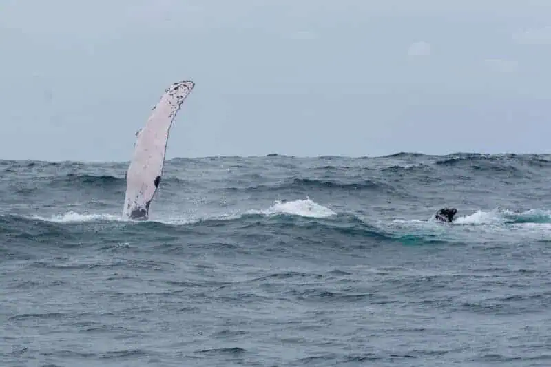 baleines a puerto Lopez