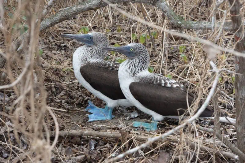 les oiseaux sur Isla de la plata
