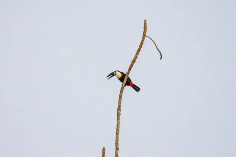toucan en équateur