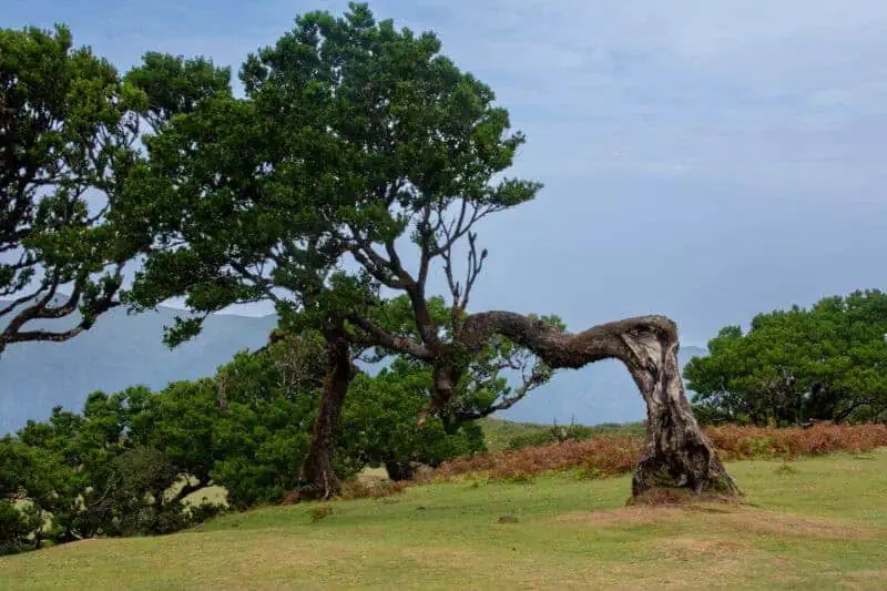 forêt de Fanal à Madère